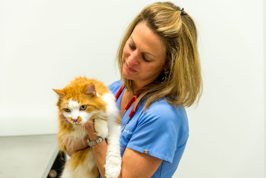 cat health | Riverwood Veterinary Clinic