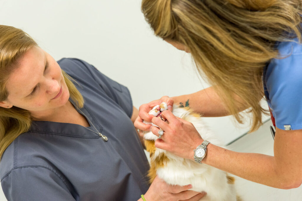 cat health | Riverwood Veterinary Clinic