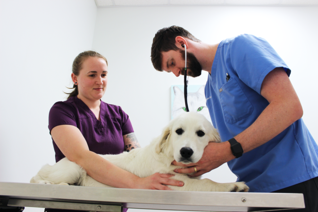 Health | Riverwood Veterinary Clinic