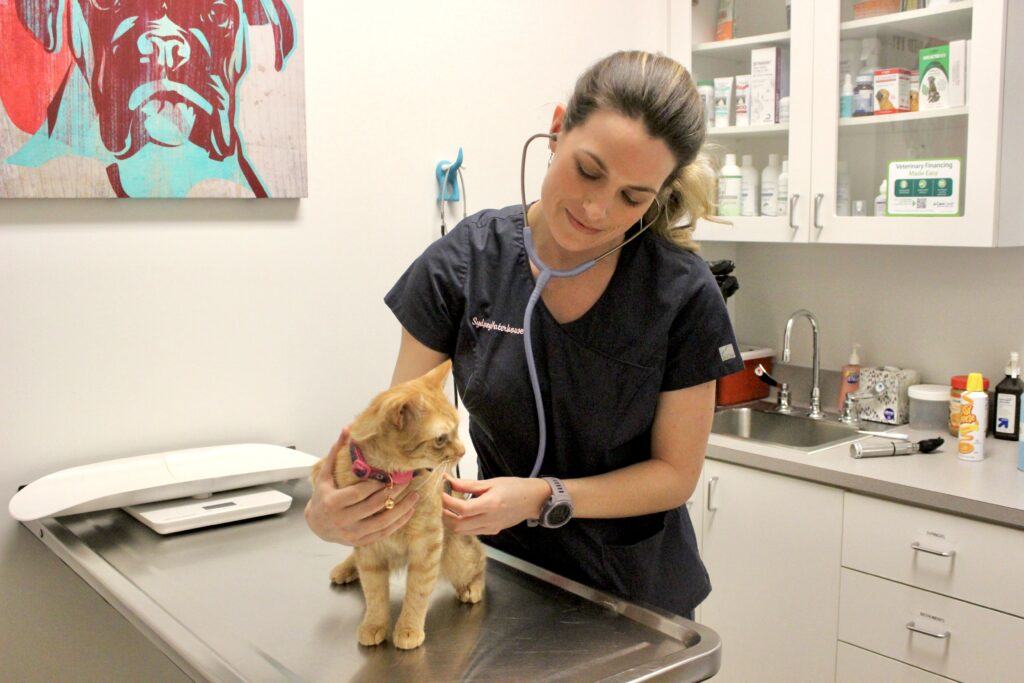 cat care | riverwood vetrinary clinic