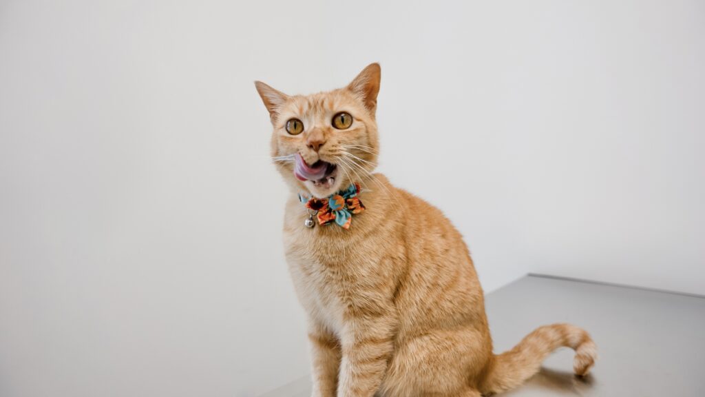 Orange cat at Vet