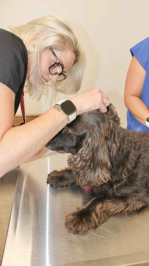 Vet assisting a brown dog